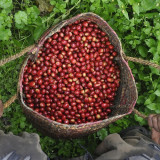 Fair Trade And Organic Coffee In Gresham 